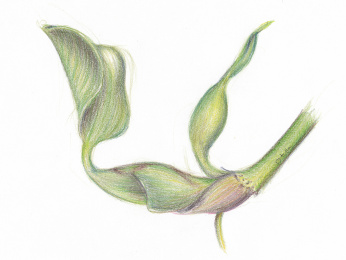 Eichhornia / Water Hyacinth - colored pencils sketch