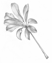 Shefflera leaves in pencil