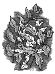 Imaginary leaves in ink, exercise in negative space